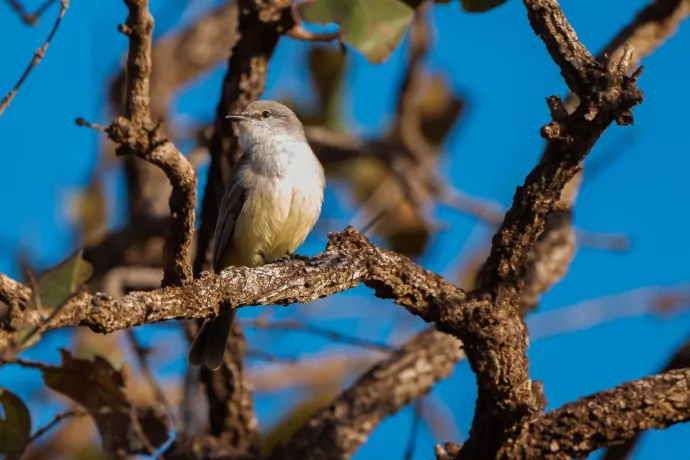 chapada-flycatchergiuliano-bernardon-4352-2