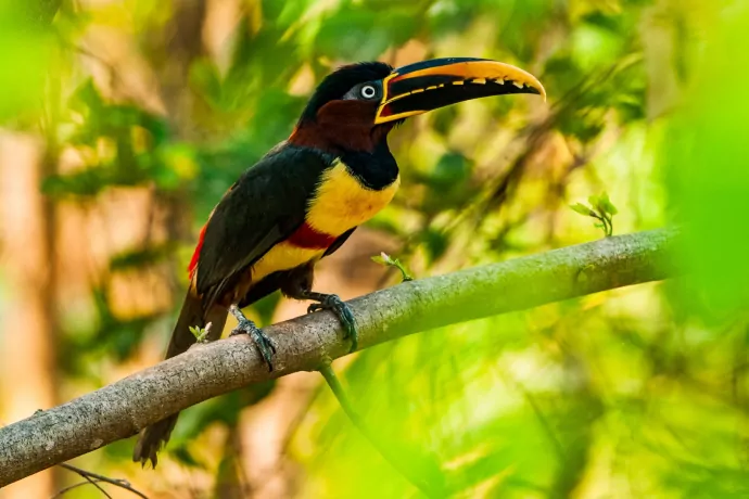 giuliano-bernardon-0840-2