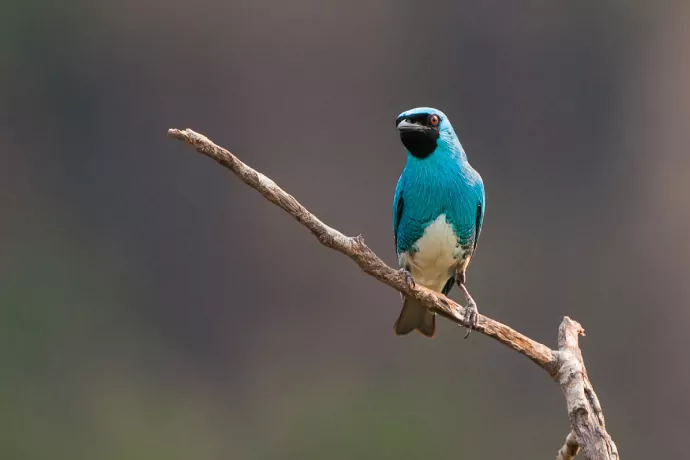 giuliano-bernardon-0968-2