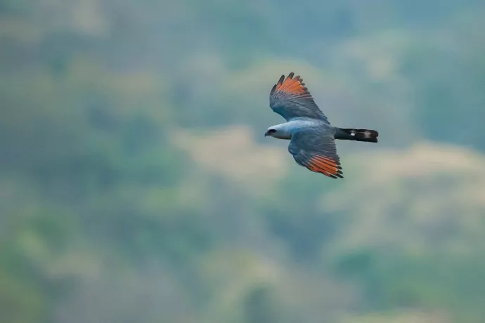 giuliano-bernardon-1061-2