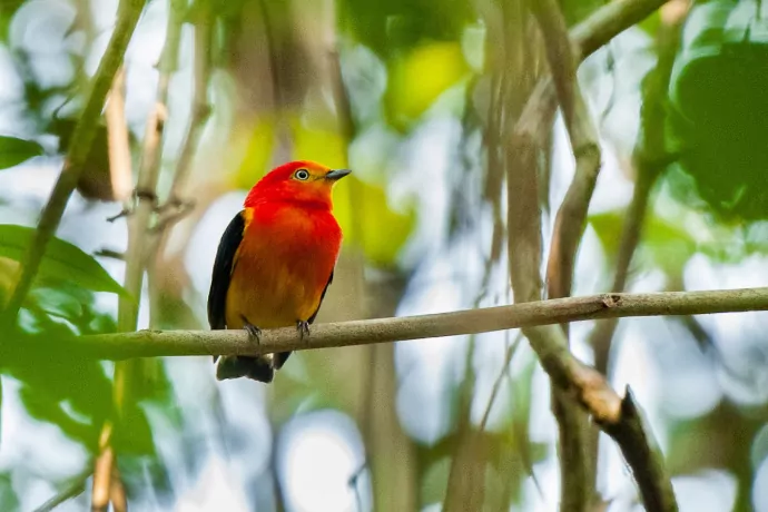 giuliano-bernardon-1108-2