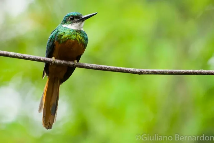 giuliano-bernardon-1296-2