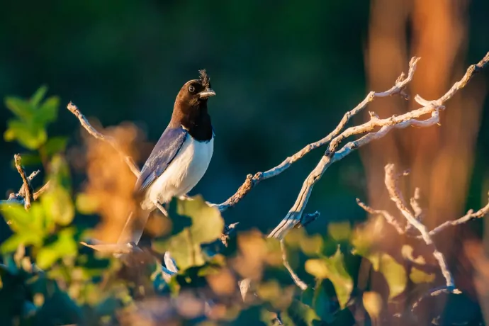 giuliano-bernardon-4297