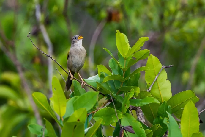 giuliano-bernardon-7432