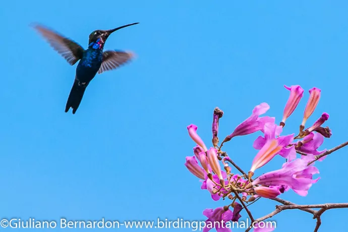 giuliano-bernardon-7684-2