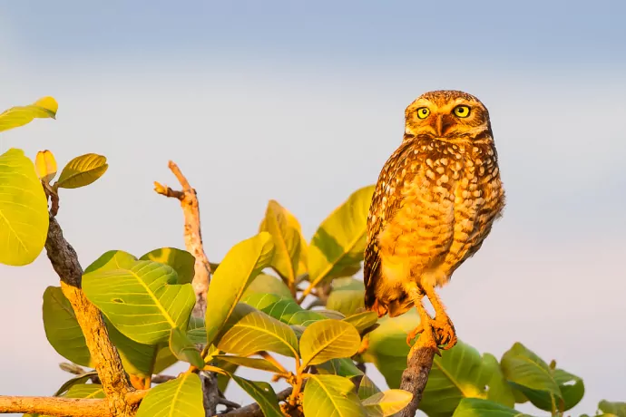 giuliano-bernardon01-17-2-2