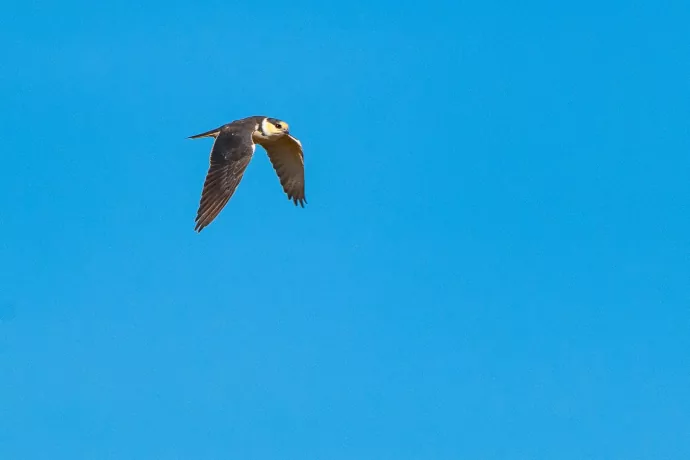 pearl-kitegiuliano-bernardon-4376-2-2